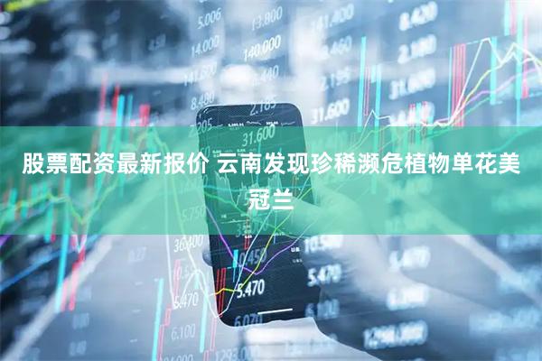 股票配资最新报价 云南发现珍稀濒危植物单花美冠兰